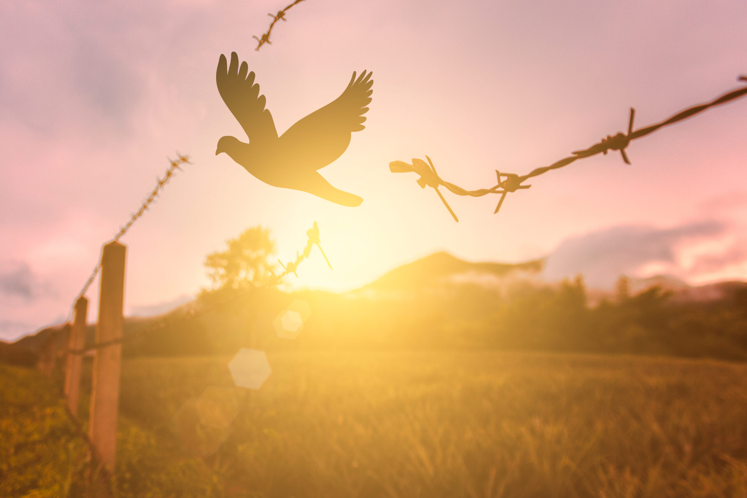 Free,Bird,Enjoying,Nature,On,Sunset,Background,,Hope,Concept,/