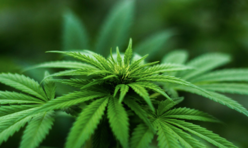 Medical_cannabis