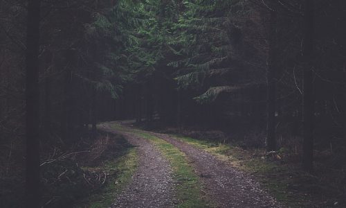 black-branches-forest-green-preview