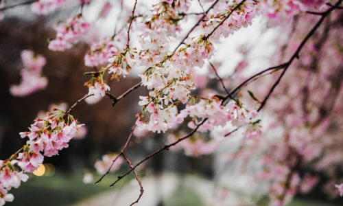 close-up-view-of-pink-cherry-blossoms-in-springtime.