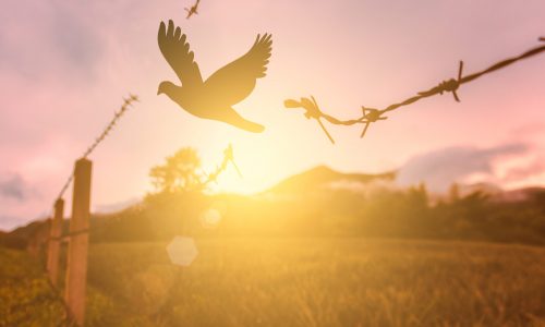 Free,Bird,Enjoying,Nature,On,Sunset,Background,,Hope,Concept,/